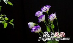 洋桔梗花语是什么 不同颜色洋桔梗花的花语