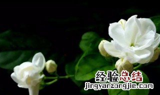 茉莉花冬天会冻死吗 茉莉花介绍