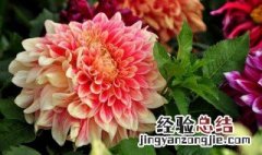 刚买大丽花怎么养 大丽花养殖方法