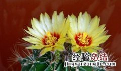 仙人掌开花后怎么处理 仙人掌开花处理方法