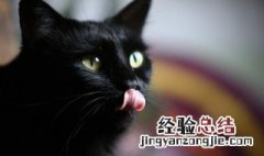 猫咪喜欢听什么音乐 猫咪爱听什么音乐