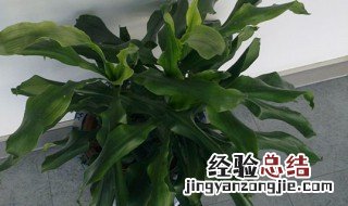 螺纹铁的养殖方法和注意事项视频讲解 螺纹铁的养殖方法和注意事项