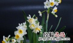 水仙花只长叶子不开花的原因是 水仙花只长叶子不开花的原因