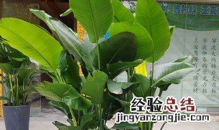 植物天堂鸟怎么养护 植物天堂鸟怎么养护和管理