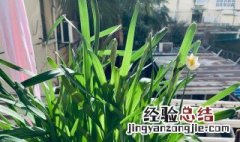 水仙花如何推迟开花 让水仙花推迟开花