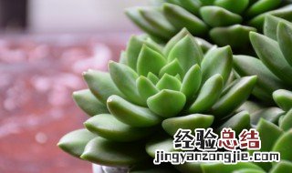 肉肉植物怎样养殖比较好 肉肉怎么养殖方法