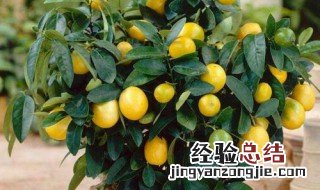 冬季盆栽金桔的养殖方法和注意事项 金桔的养殖方法和注意事项