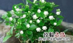 什么花能驱蚊子和苍蝇 什么花能驱蚊子