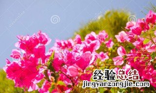 特殊又好听的花名三个字 特殊又好听的花名