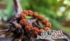 金刚菩提子裂了正常吗 金刚菩提子开裂后怎么处理