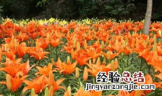 夏天百合花怎么养 怎么养百合花