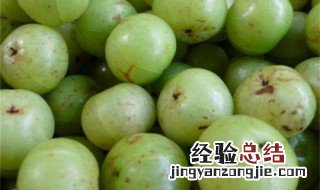玉油柑是什么 玉油柑简介