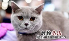 猫咪为什么喜欢会动的东西 猫咪为啥喜欢动的东西