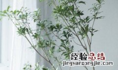 马醉木可以放在卧室吗 马醉木能否放在卧室养