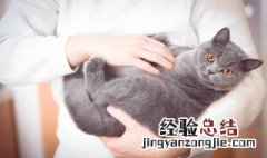 梦见被猫挠了什么意思 梦见被猫挠了有什么预示