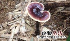 灵芝摘下来了怎么保存 灵芝摘下来怎么处理