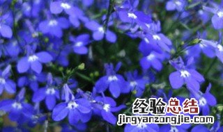 六倍利夏天会死吗 六倍利夏天会不会死