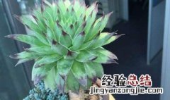 观音莲小崽没有根怎么种 观音莲小崽没有根的种植方法