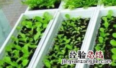 阳台种菜的方法 阳台种菜方法大全