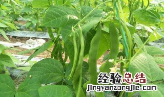 芸豆苗期怎么管理 芸豆苗期管理方法分享