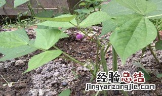 无架豆的种植时间和种植方法 无架豆如何种植