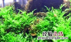 鱼缸水草种植方法 水草种植方法