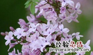 丁香花越冬方法 丁香花的越冬方法下载