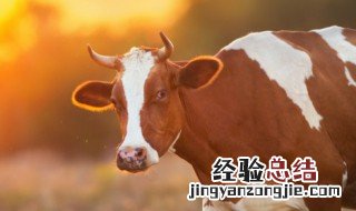 肉牛养殖技术和方法 肉牛养殖技术和方法文章