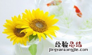 两朵向日葵的花语和寓意 关于两朵向日葵的花语是什么介绍