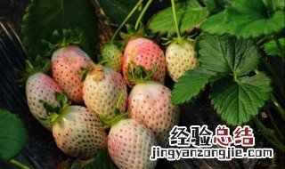 菠萝莓怎么种 菠萝草莓怎么种