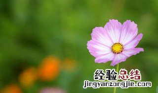 和平分手送什么花 和平分手送什么花合适