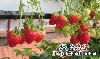 草莓移栽正确方法 什么时候进行移植呢