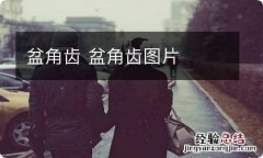 盆角齿 盆角齿图片