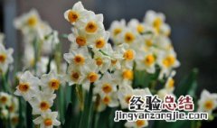 水仙花开过后怎样保存 开过花之后的水仙花保存方法