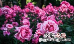 月季栽培方法 月季施什么肥好