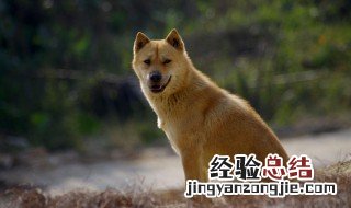 中华田园犬多少钱一只幼犬 中华田园犬多少钱一只