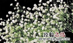 满天星干花能放多久 干的满天星能保存多长时间