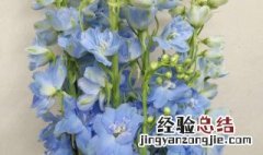 大飞燕鲜切花怎么养护 大飞燕鲜切花养护方法