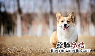 柯基多少钱一只幼犬 柯基多少钱一只