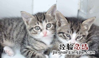 狸花猫多少钱一只正常价 狸花猫多少钱一只