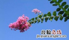 紫薇花怎么养 紫薇花怎么养护