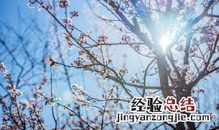 正确养梅花方法 正确养梅花方法图片