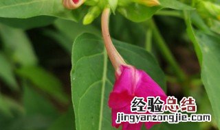 紫茉莉养殖方法和注意事项 紫茉莉养殖方法和注意事项