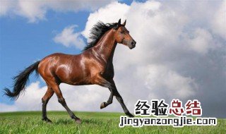 梦见马和骆驼什么意思 梦见马和骆驼什么意思