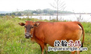 梦见牛拉大便什么意思 梦见牛拉大便梦境解析