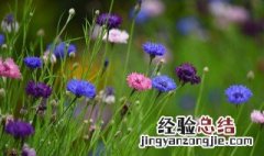 矢车菊怎么养 矢车菊怎么养活