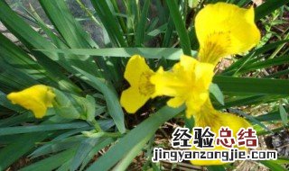 黄菖蒲养殖方法和注意事项 黄菖蒲种植方法