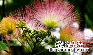 合欢花怎么养才开花 合欢花怎么养