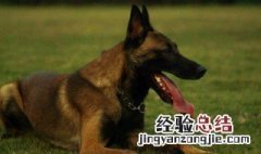 德国牧羊犬多少钱一只 德国牧羊犬多少钱一只纯种