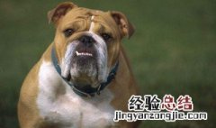 斗牛犬多少钱一只 小体法国斗牛犬多少钱一只